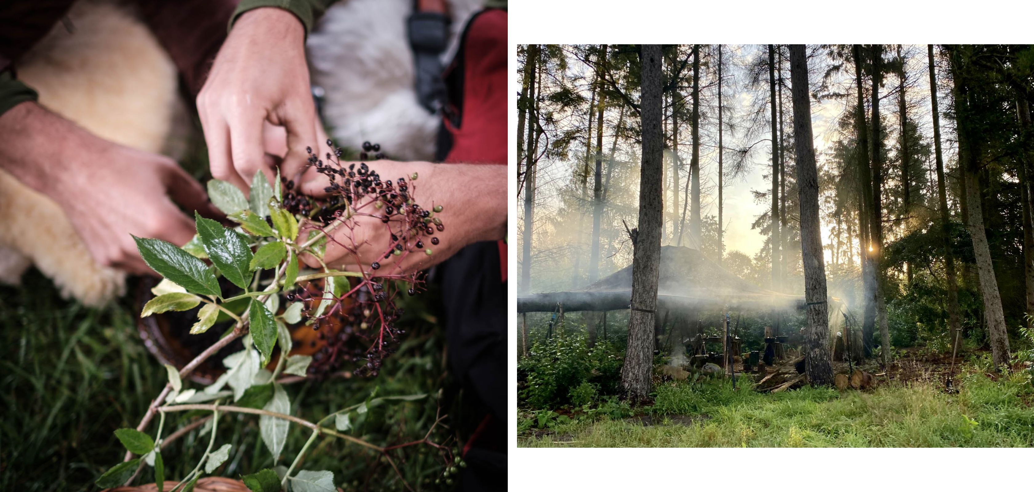 Mensen wildplukken en tent in het bos