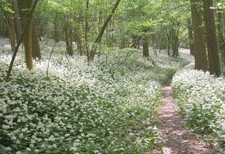 Wandelroute van A.S.Adventure en Natuurpunt in het Raspaillebos