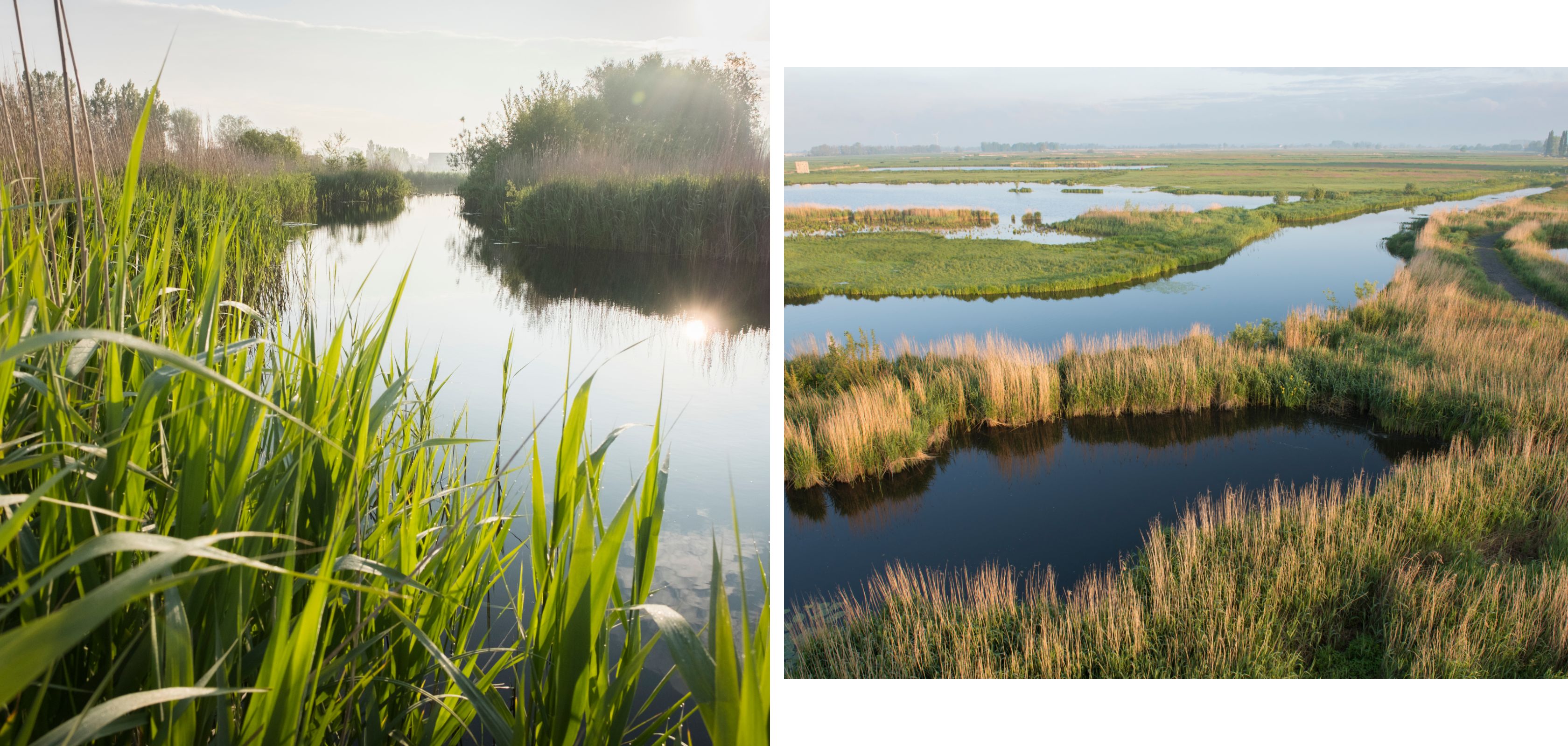 Wandeling in De Blankaart met een mooi vlonderpad