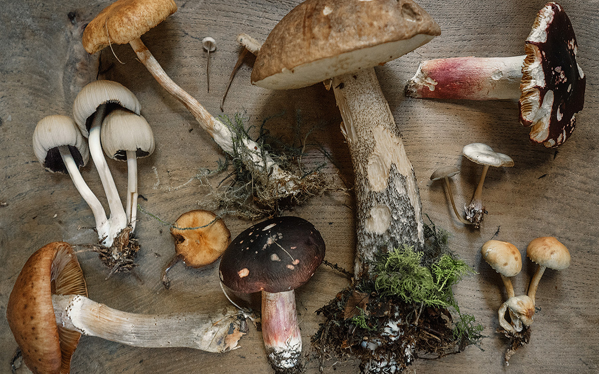 Giftige paddenstoelen in België