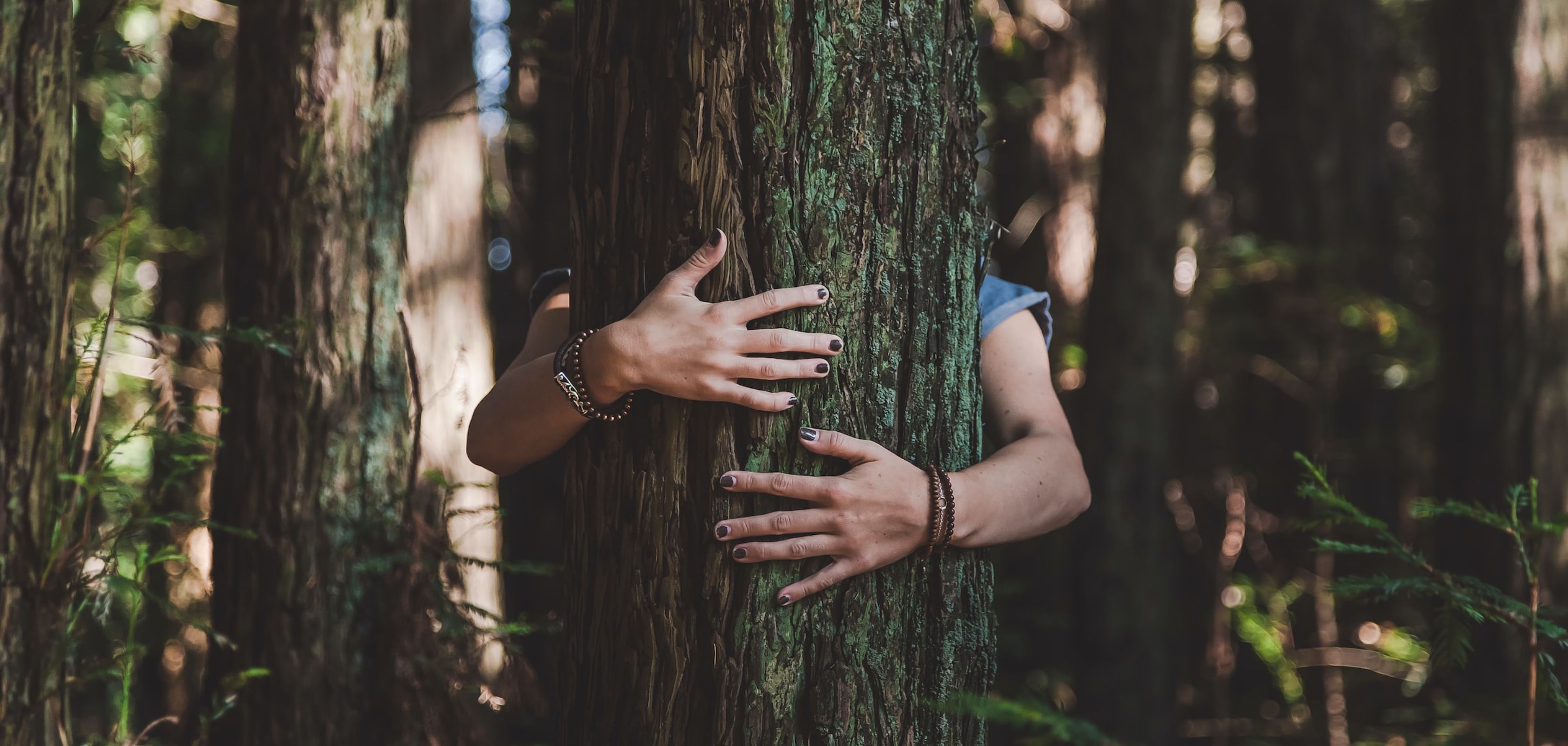 Boomknuffelen in een bos in Limburg voor een leuke date