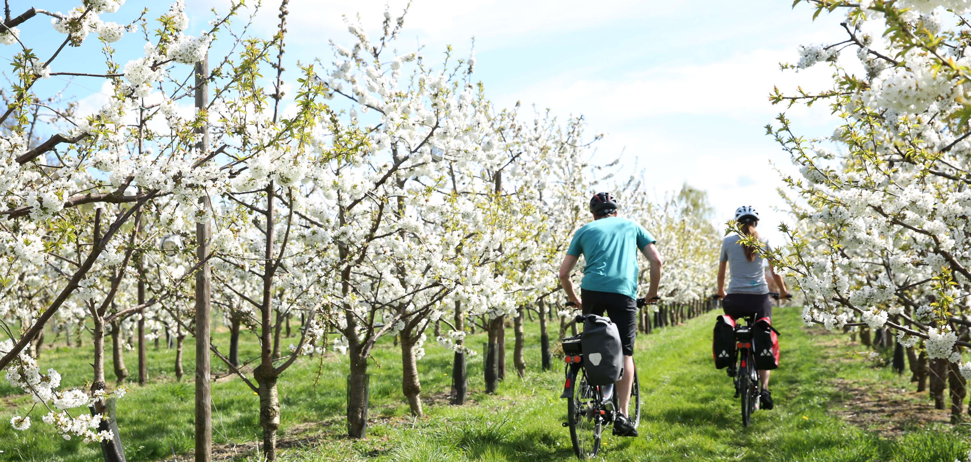 Fruitbomen met mooie bloesem tijdens een romantische date