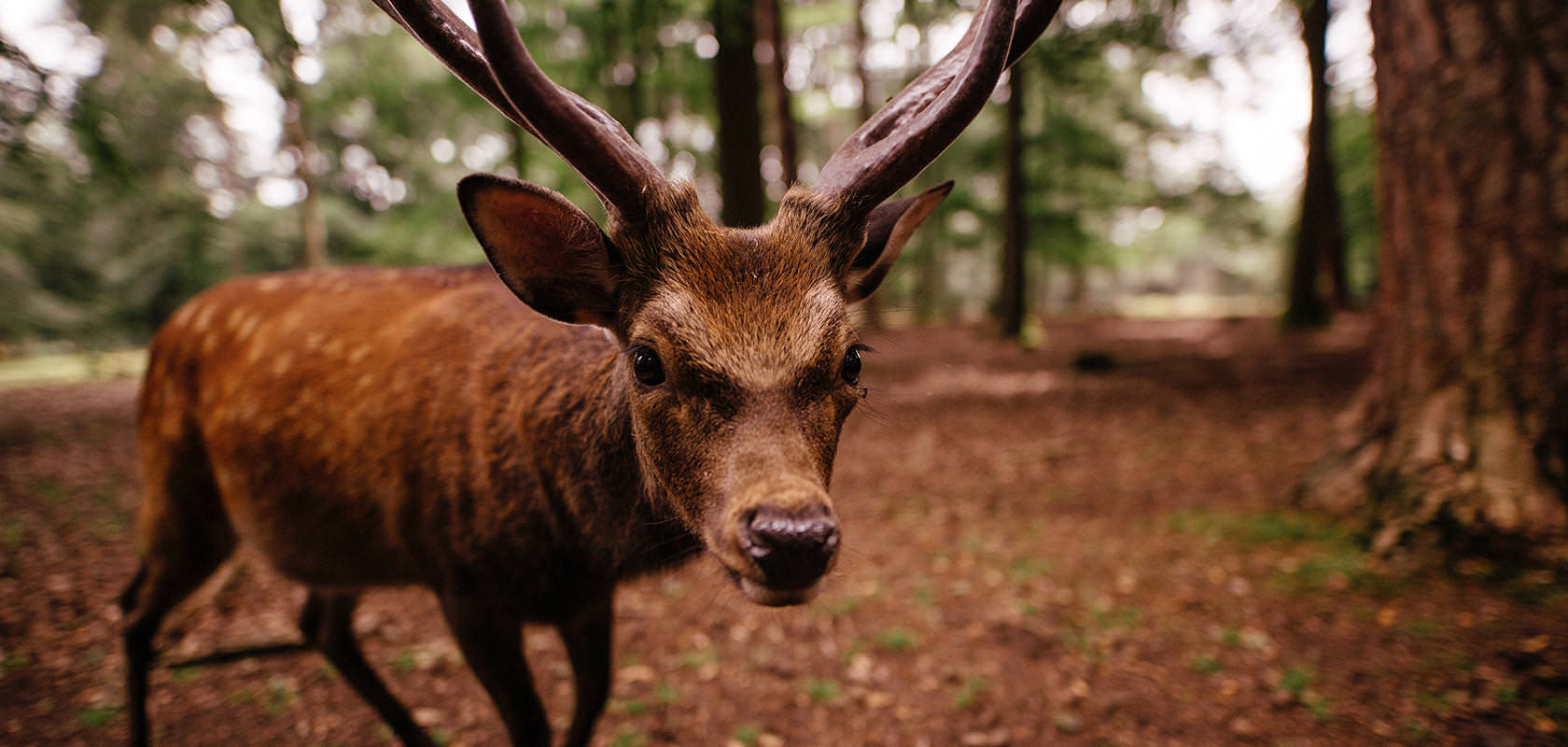 ‘Rewilding’ in België: terugkeer naar de wilde natuur