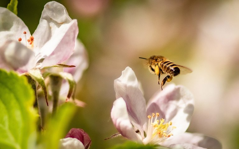 Naast de vogels maak je ook de o zo belangrijke bijen blij met meer bloemen in je tuin!