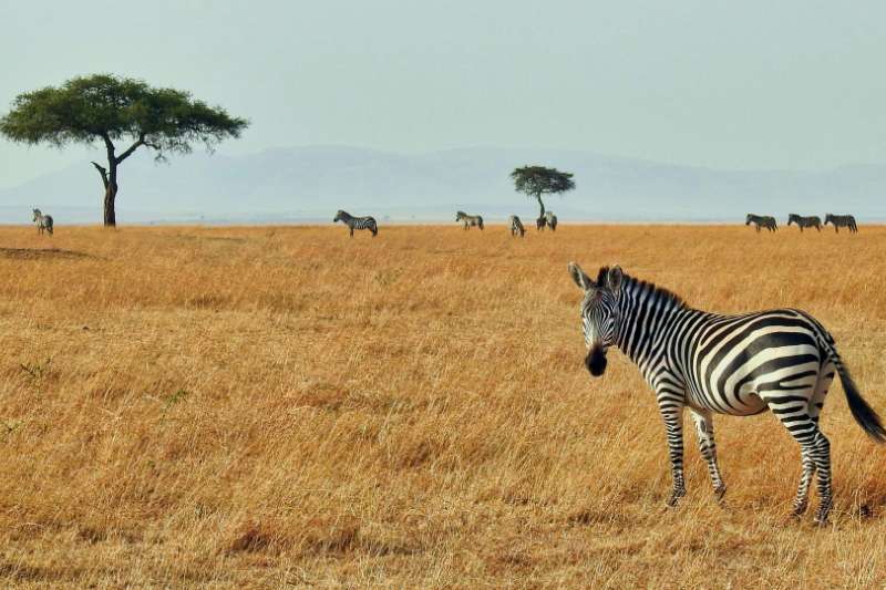 Op safari in Kenia met kinderen