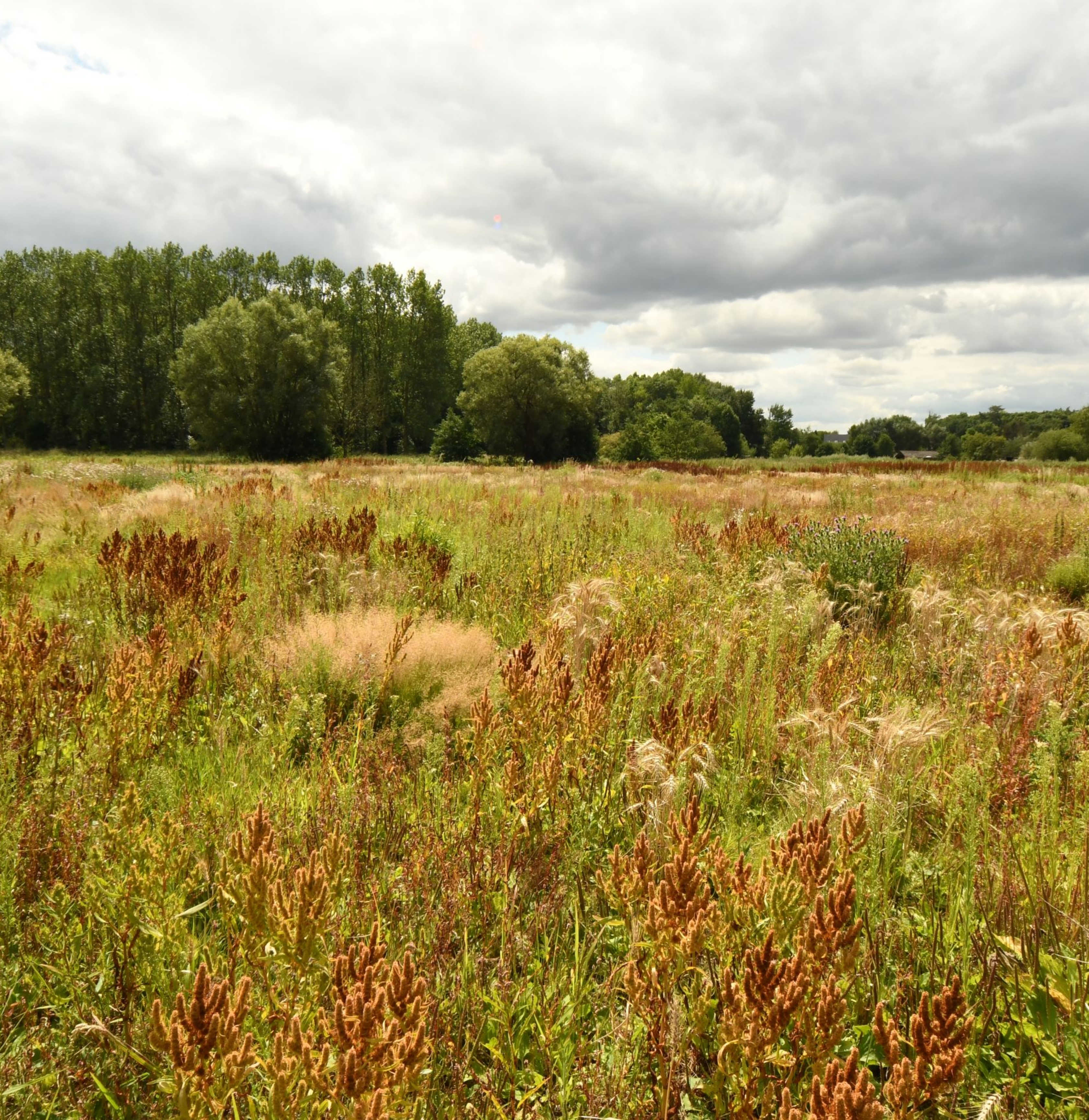 Wim Massant verzorgt de planten in de natuur