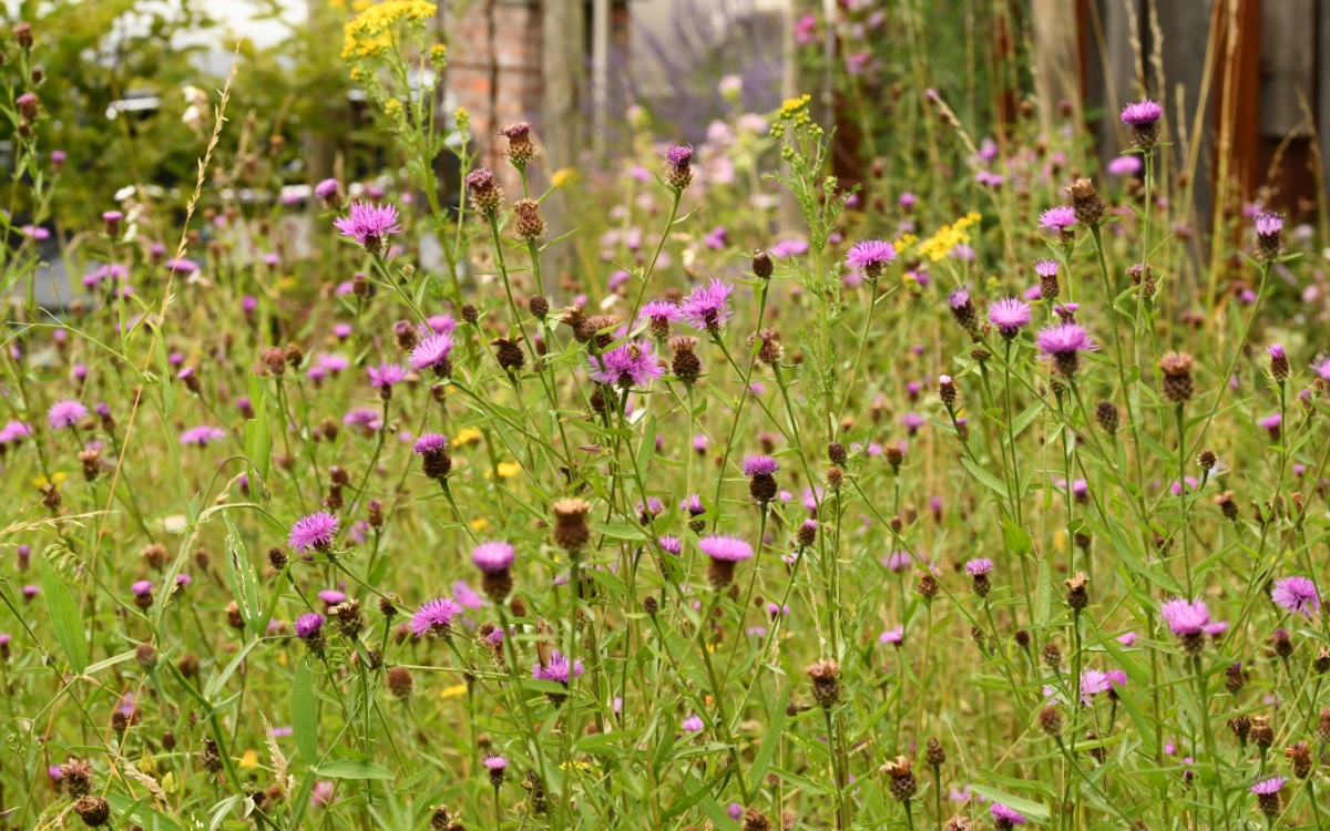 De favoriete plek in de natuur van bioloog Wim Massant in zijn tuin