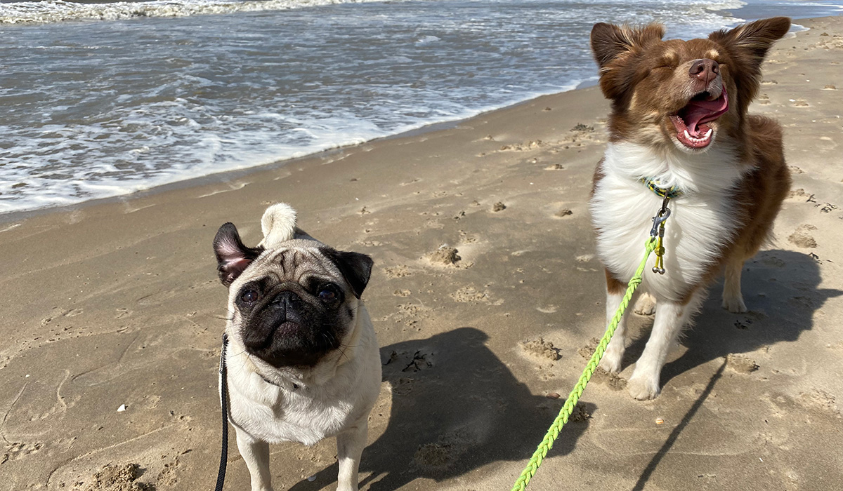 Honden aan leiband op het strand