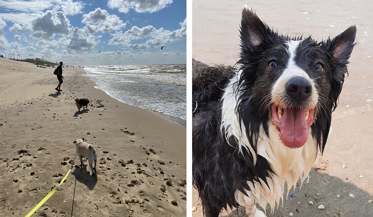 Honden op het strand