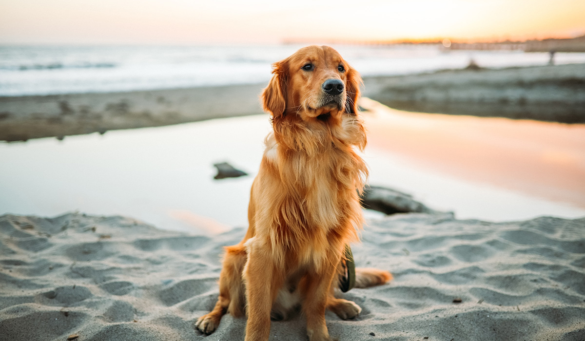 Hond op strand