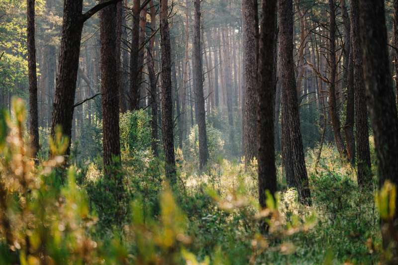 Nationaal Park Bosland: het grootste natuurmassief van Vlaanderen