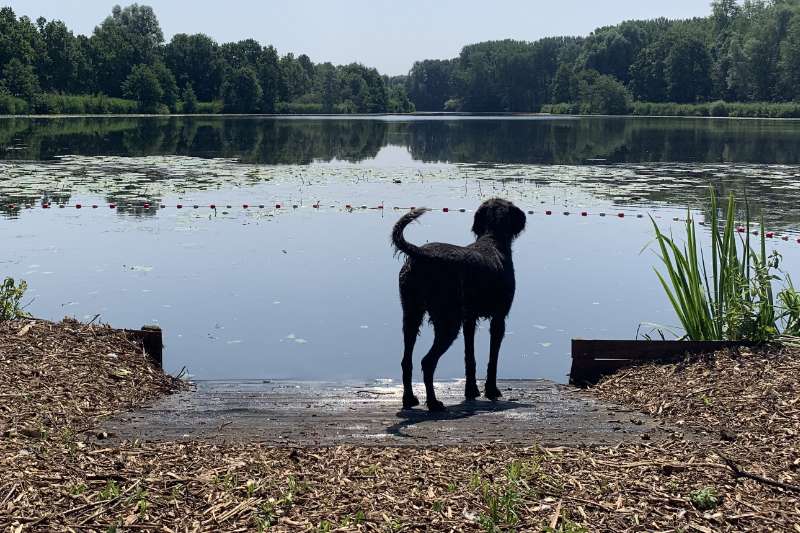 Tips voor wandelingen met je hond